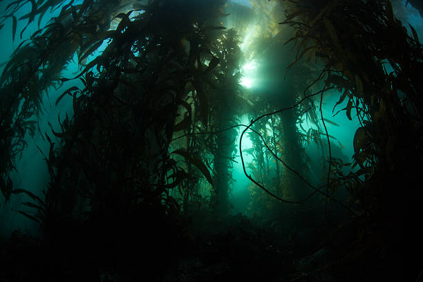 istock Giant Kelp Forest in California 497343890