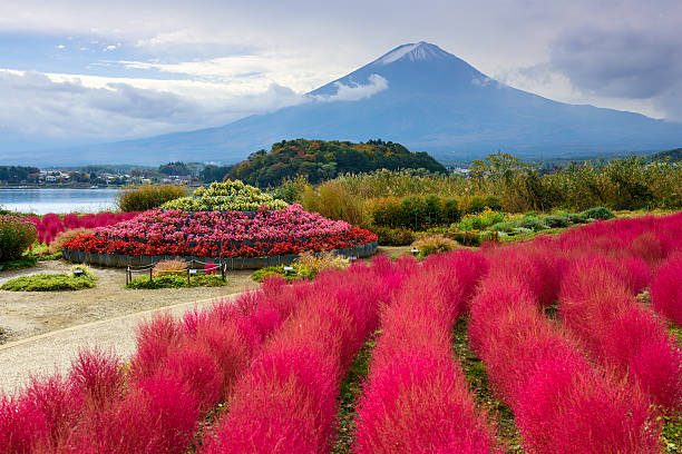 フジで oishi 公園 - fuji mt fuji yamanashi prefecture japanese fall foliage ストックフォトと画像