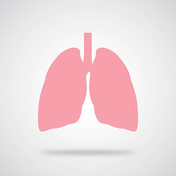 Pink Lungs Icon Vector illustration of pink lungs with shadow on a gray gradient background. lung stock illustrations