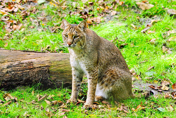 Lince vermelho - fotografia de stock