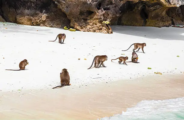 Monkey bay near Phi-Phi islands in Thailand