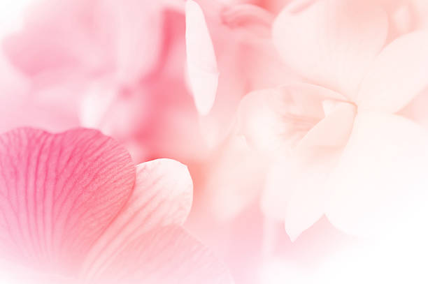 colore delicato orchidee in stile morbido - primavera immagine foto e immagini stock