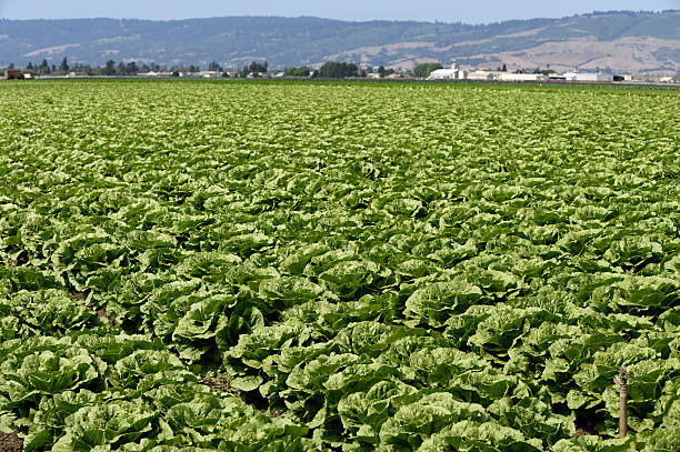istock Romaine Lettuce Growing on Farm 497346591