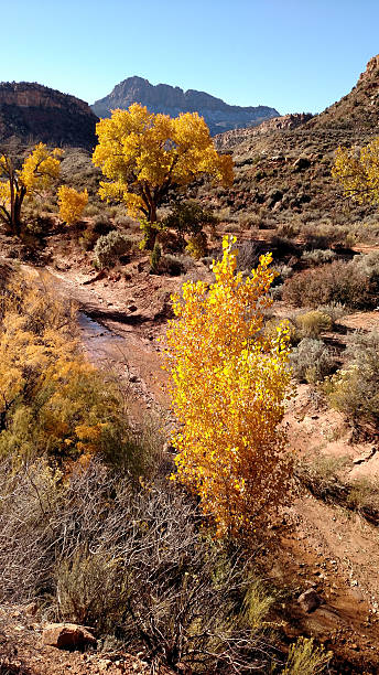 istock Desert stream fall colors below Smithsonian Butte near Rockville Utah 497346646