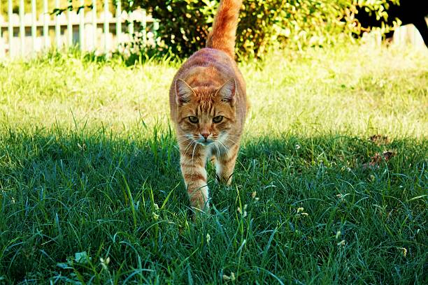 A large yellow tabby cat striding confidently through a green sunlit yard looking directly into the camera. 
