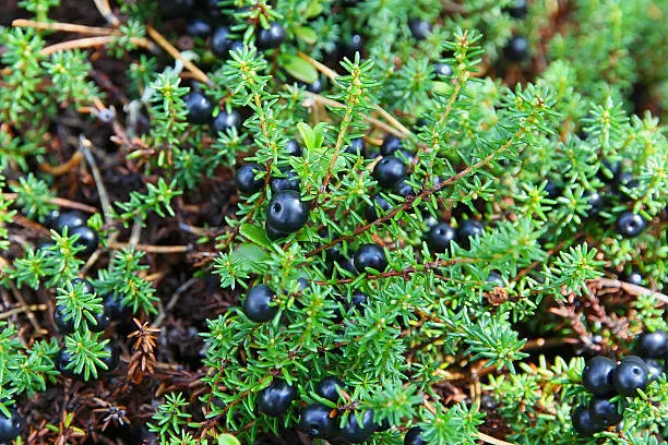 crowberry black berries on the branches close-up