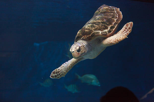 istock Juvenile loggerhead sea turtle, Caretta caretta 497347808