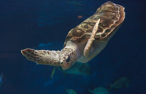 istock Juvenile loggerhead sea turtle, Caretta caretta 497347852