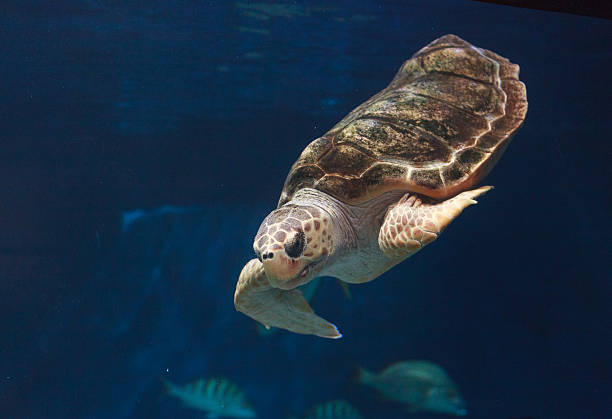 istock Juvenile loggerhead sea turtle, Caretta caretta 497347996