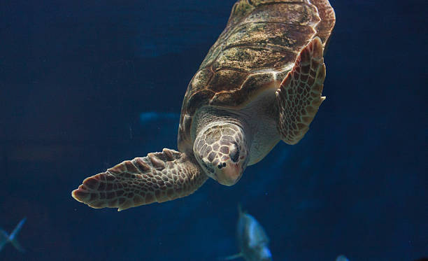 istock Juvenile loggerhead sea turtle, Caretta caretta 497348206
