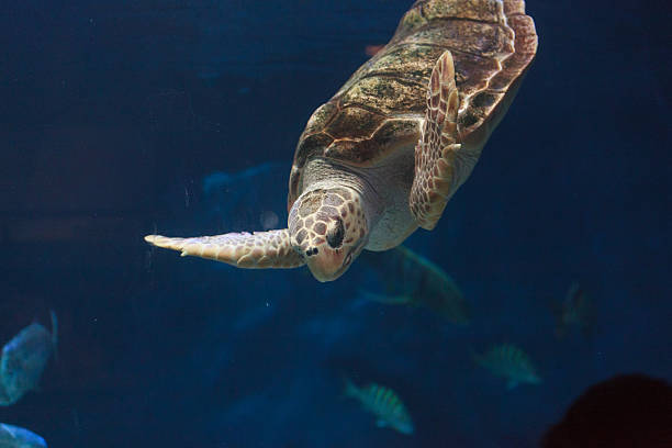 istock Juvenile loggerhead sea turtle, Caretta caretta 497348256