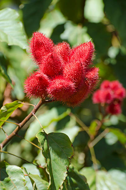 achiote, bixa orellana - achiote fotografías e imágenes de stock