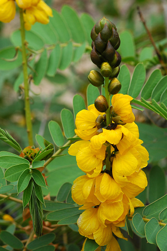 Showy yellow flowers of African senna smell like popcorn or peanut butter. UC Irvine Arboretum, California.