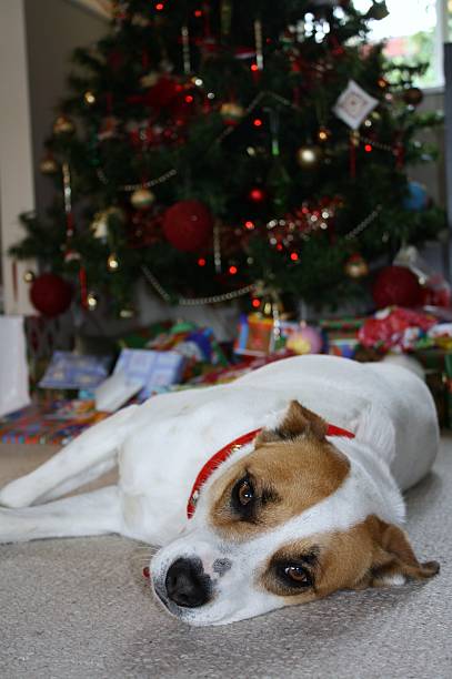 istock Dog lying in front of a Christmas Tree 497350530