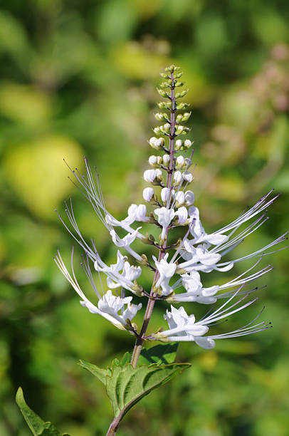 cat's whiskers  Orthosiphon stanimeus Cat's whiskers, Orthosiphon stanimeus, is used in herbal medicine. orthosiphon aristatus stock pictures, royalty-free photos & images