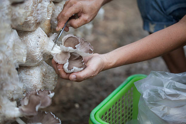 istock mushrooms on the hand in farm . 497352454