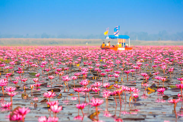 Sea of pink lotus, Nonghan, Udonthani, Thailand, Unseen in Thailand Sea of pink lotus, Nonghan, Udonthani, Thailand, Unseen in Thailand udon thani stock pictures, royalty-free photos & images
