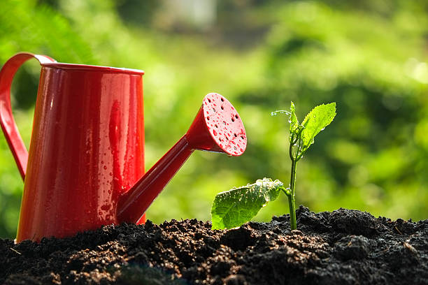 istock Green sprout growing from seed in organic soil 497352992