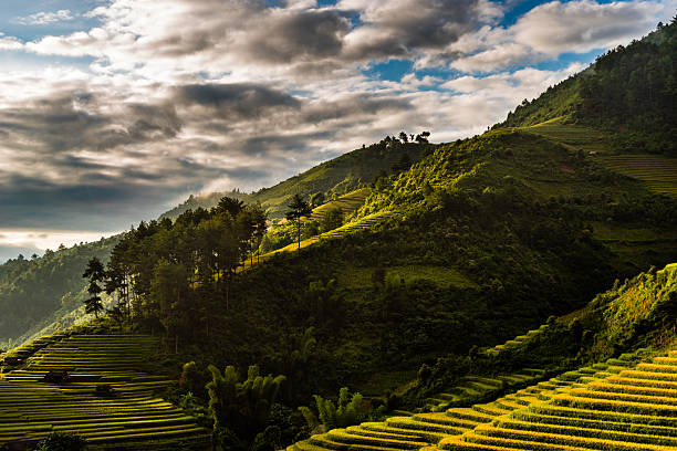 istock Golden terraces fields in North Vietnam 497353128