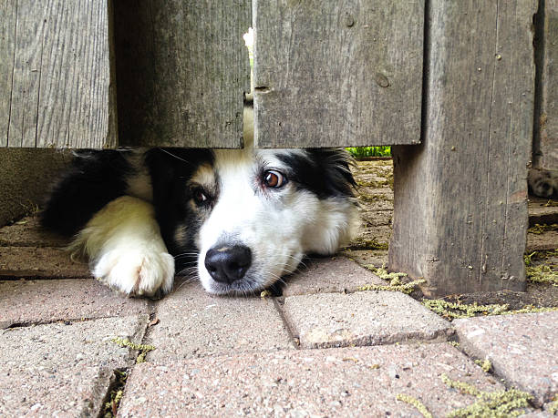 istock pup under the fence 497353658