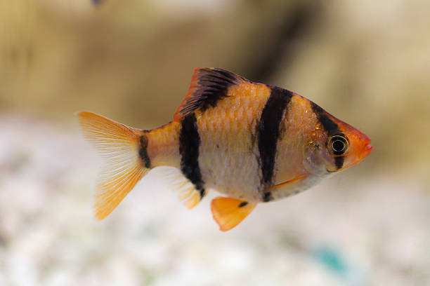 istock barb in the aquarium 497353862