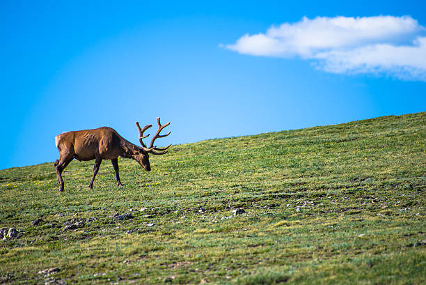 istock Elk on the Tundra 497354150