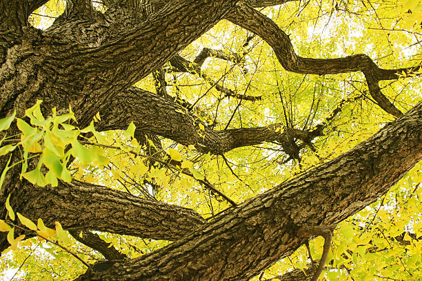 istock Ginkgo of autumn leaves 497354248