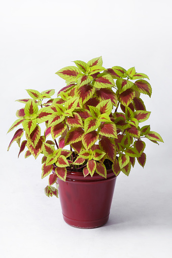 Chartreuse and red coleus in a flower pot