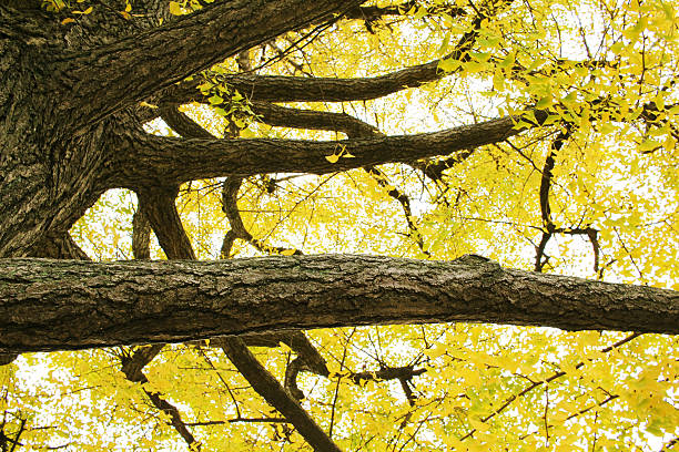 istock Ginkgo of autumn leaves 497354458