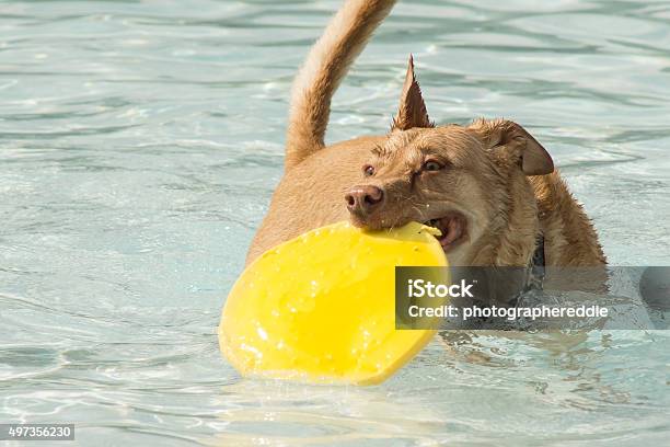 Foto de Cachorro Feliz Com Amarelo Frisbee e mais fotos de stock de 2015 - 2015, Amizade, Cão