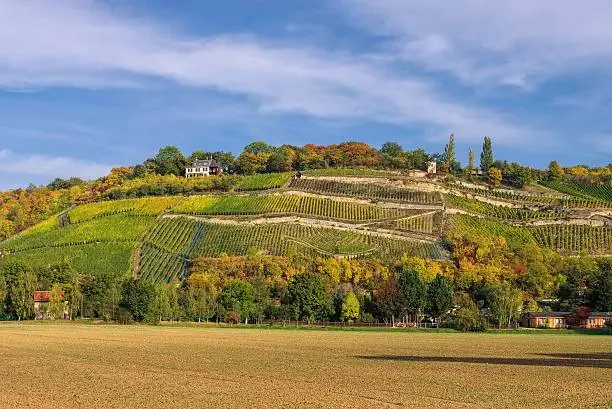 Saale Unstrut vineyards in fall