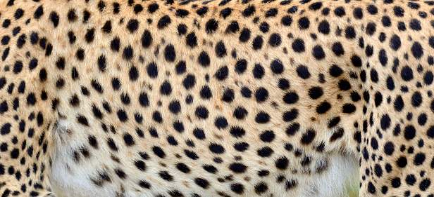 Close-up view of the real skin of a cheetah
