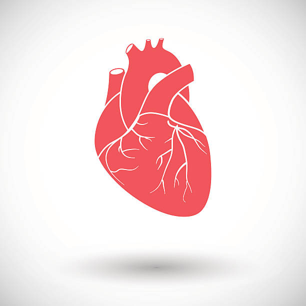 Heart flat icon Heart. Single flat icon on white background. Vector illustration. biology stock illustrations