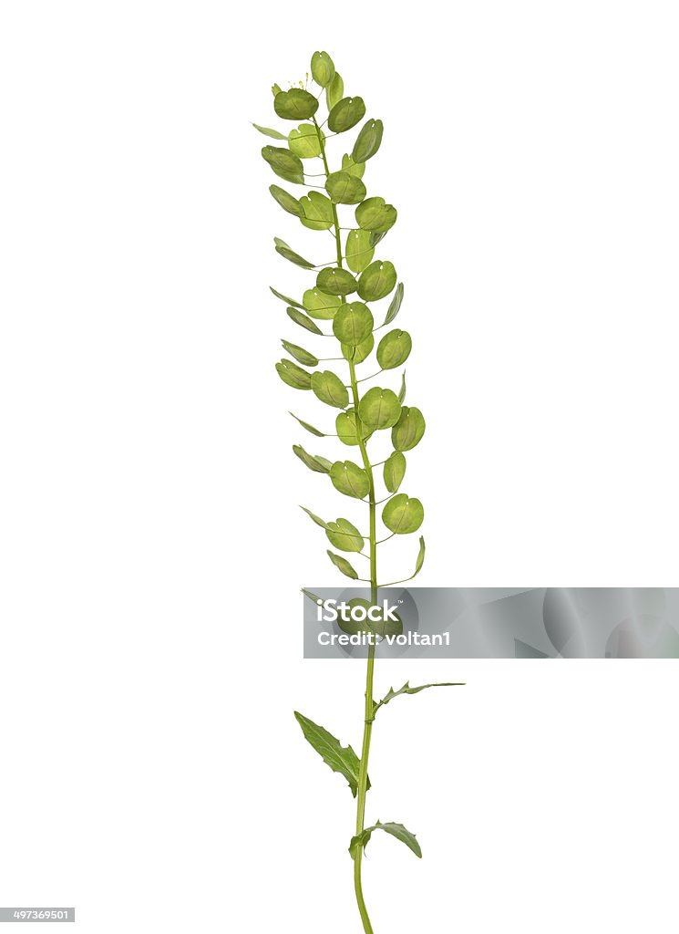 Thlaspi arvense plant Thlaspi arvense plant isolated on white background Branch - Plant Part Stock Photo