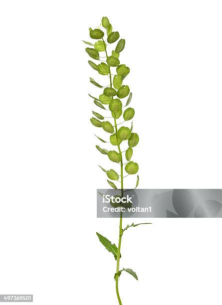 Thlaspi Arvense Plant Stock Photo - Download Image Now - Branch - Plant Part, Close-up, Crucifers