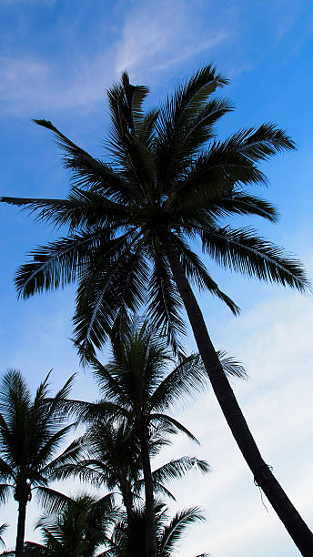 palm tree on sunset sky stock photo
