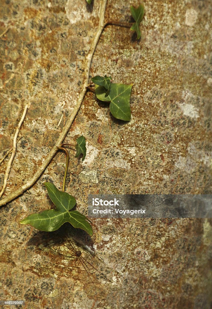 Фон Каменная стена и листьев плюща - Стоковые фото Вертикальный роялти-фри