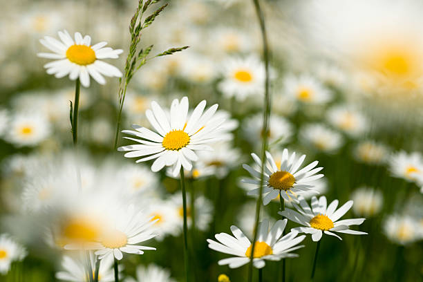 istock lot of daisys - Shallow DOF 497370355