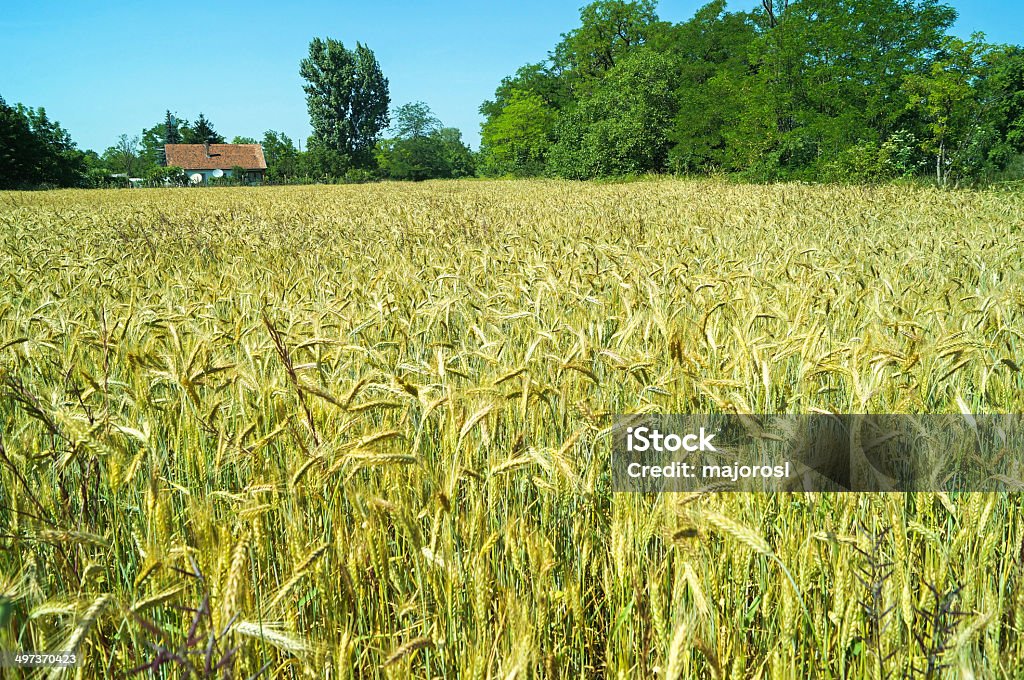 Wheat field Wheat field in summer before harvesting Agricultural Field Stock Photo