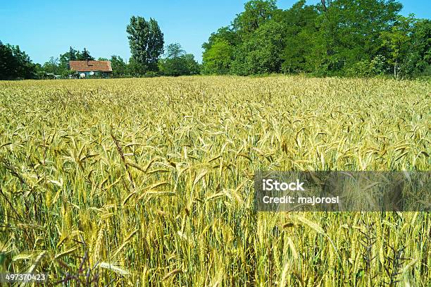 Wheat Field Stock Photo - Download Image Now - Agricultural Field, Agriculture, Building Exterior