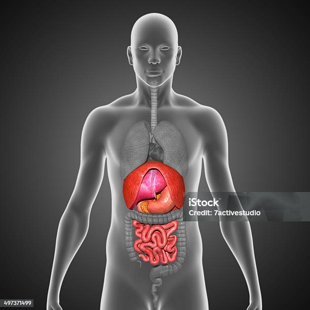 Photo libre de droit de Organes Humains banque d'images et plus d'images libres de droit de Abdomen - Abdomen, Anatomie, Arranger