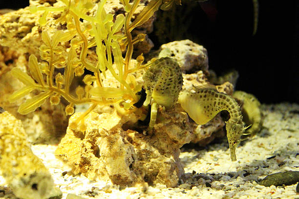 istock Seahorse (Hippocampus abdominalis) in aquarium. 497372041
