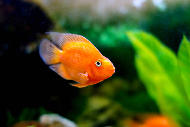 istock beautiful aquarium decorative orange parrot fish 497373515