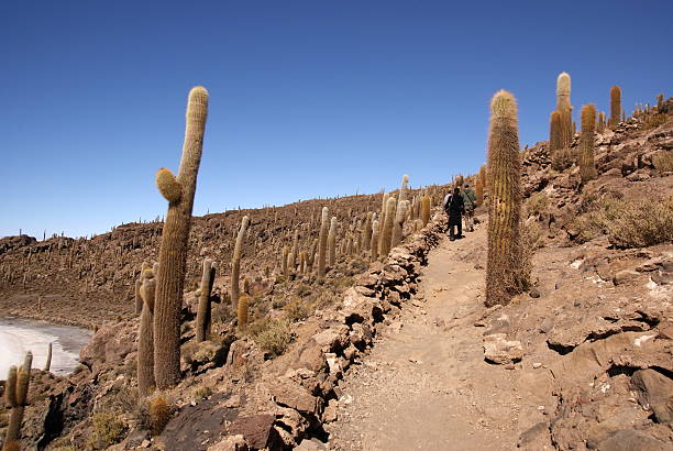 istock Fish Island, Salar de Uyuni, Bolivia 497373595