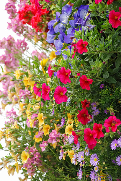 istock Various type of colorful small flowers 497373821