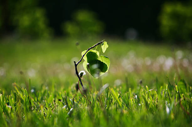 istock Struggle for the life of a small plants 497374189