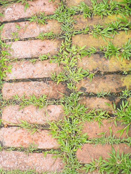 istock Texture of old stone path with green grass 497374269