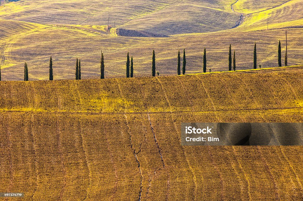 Paisagem com árvores de cipreste Toscana - Foto de stock de Agricultura royalty-free