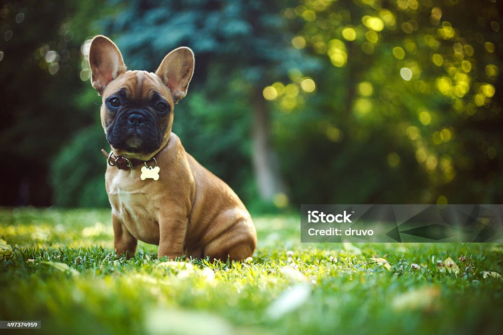 French Bulldog French Bulldog Stock Photo