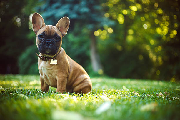French Bulldog French Bulldog french bulldog puppies stock pictures, royalty-free photos & images